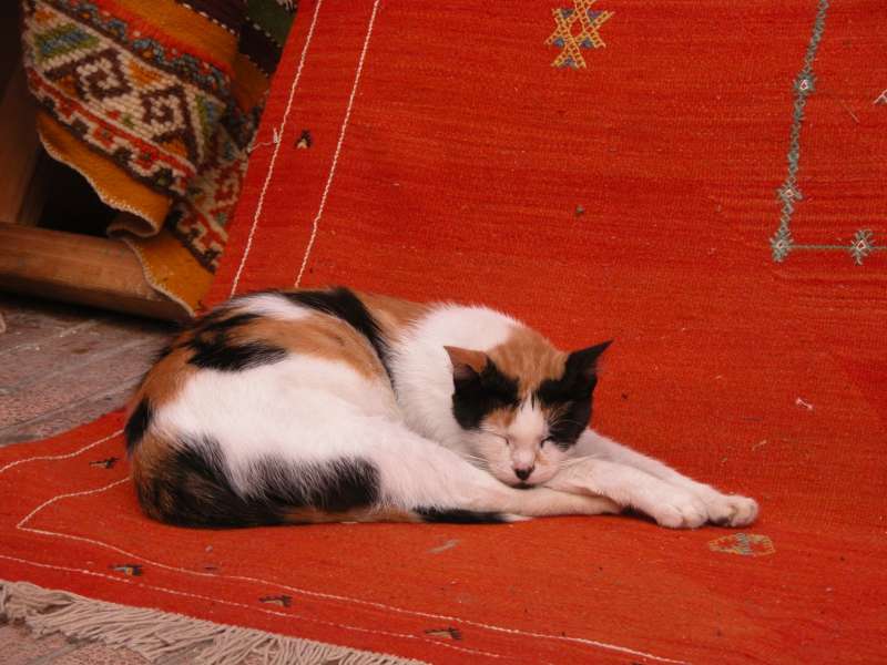 Mittagsschläfchen, Essaouira, Marokko (September 2006) 