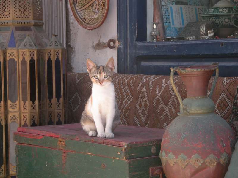 Im Souk, Essaouira, Marokko (September 2006) 