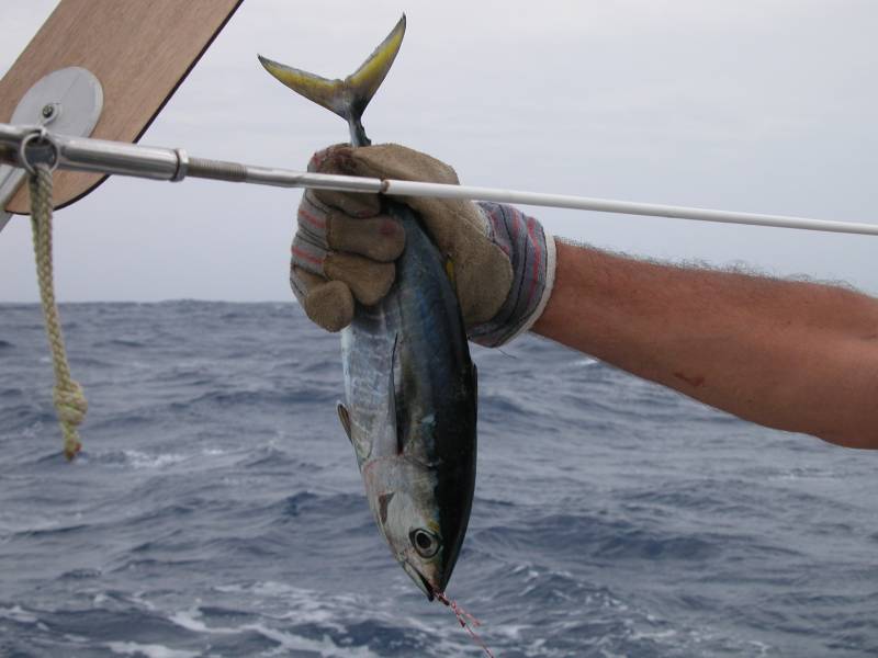 Armer Bonito, Transat (Januar 2007) 