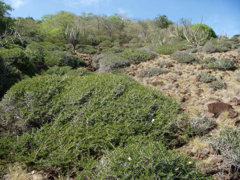Kakteen und anderes Gestrüpp, Petit Nevis, The Grenadines (April 2007) 