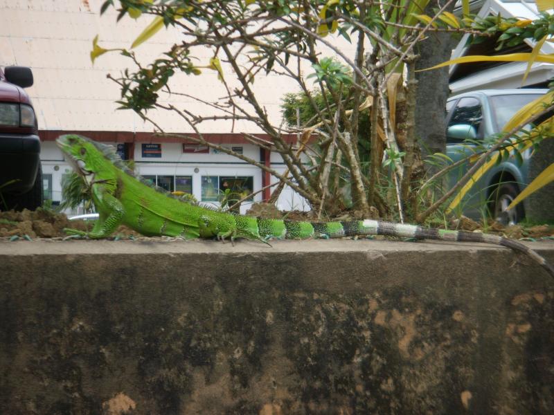 Stolzer Leguan, Chaguaramas, Trinidad (Juli 2007) 