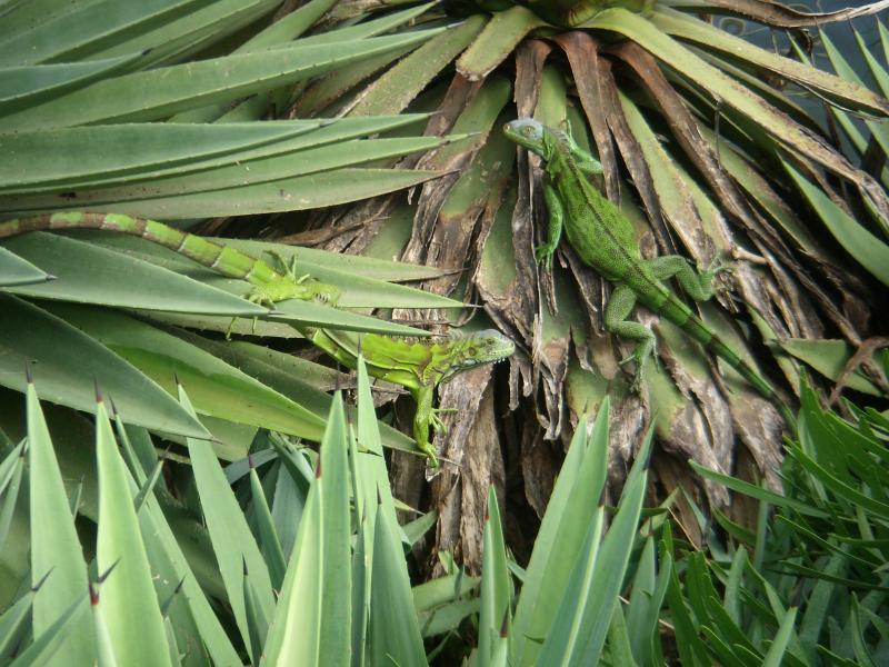 Am Sünnele, Chaguaramas, Trinidad (Juli 2007) 