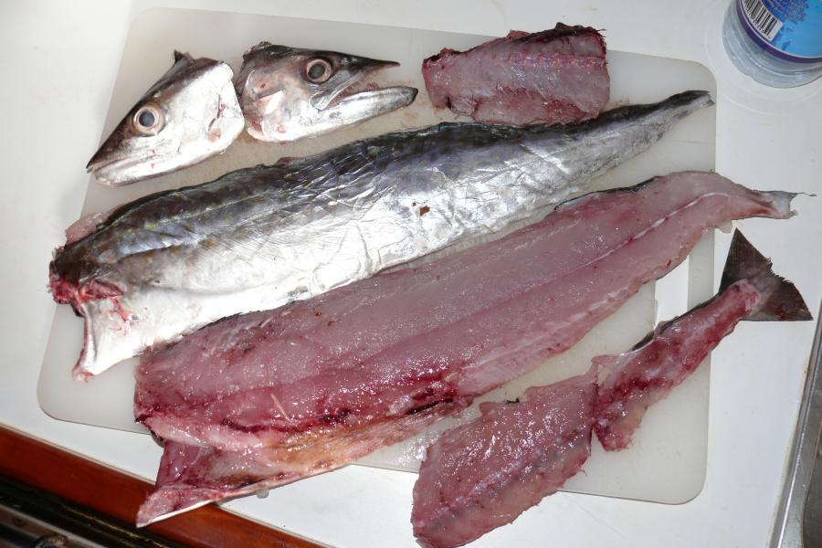 Kingfish vom Markt 