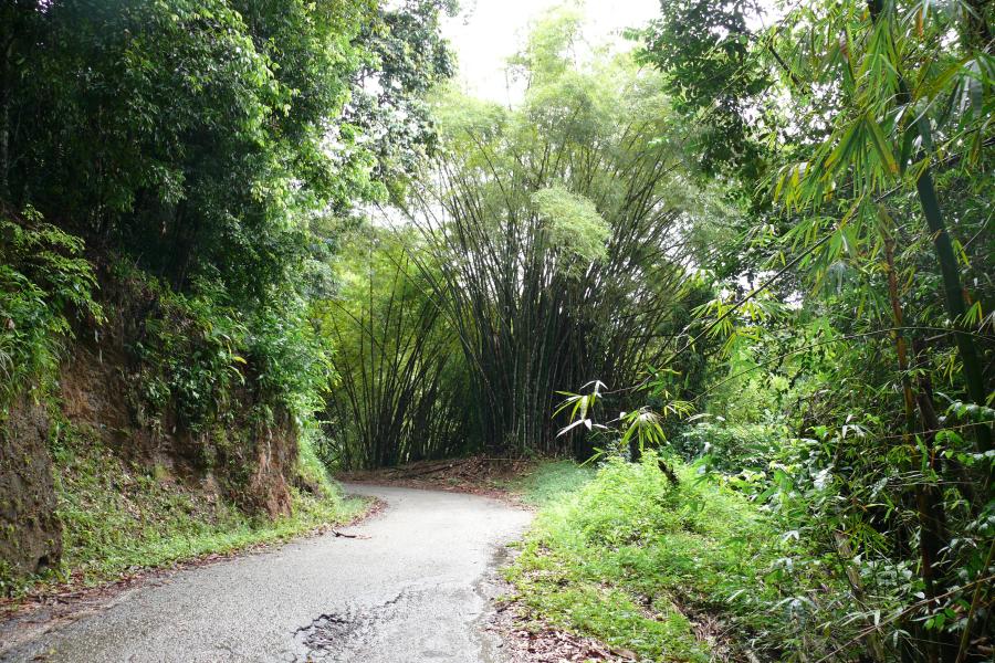 Bambusgesäumte Strasse im Regenwald 