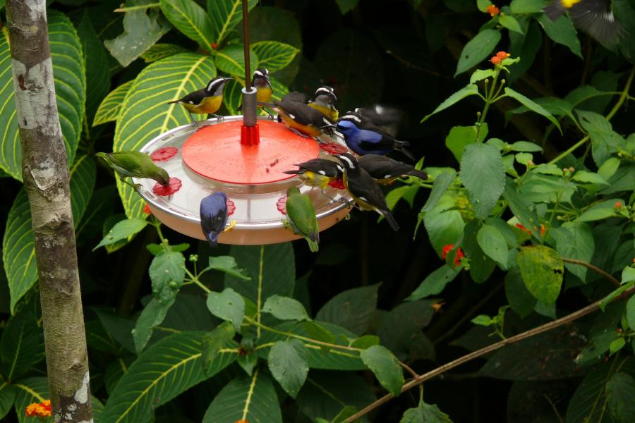Vogeltränke 