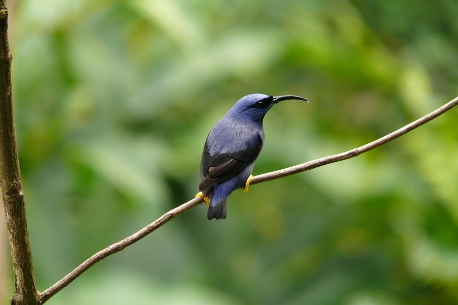 Yellow–legged Honeycreeper 
