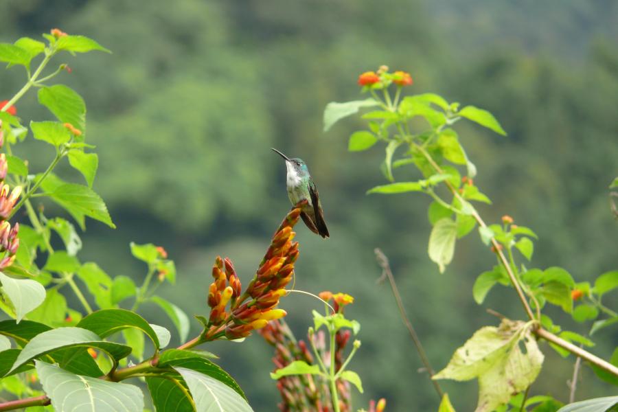 White–necked Jacobin 