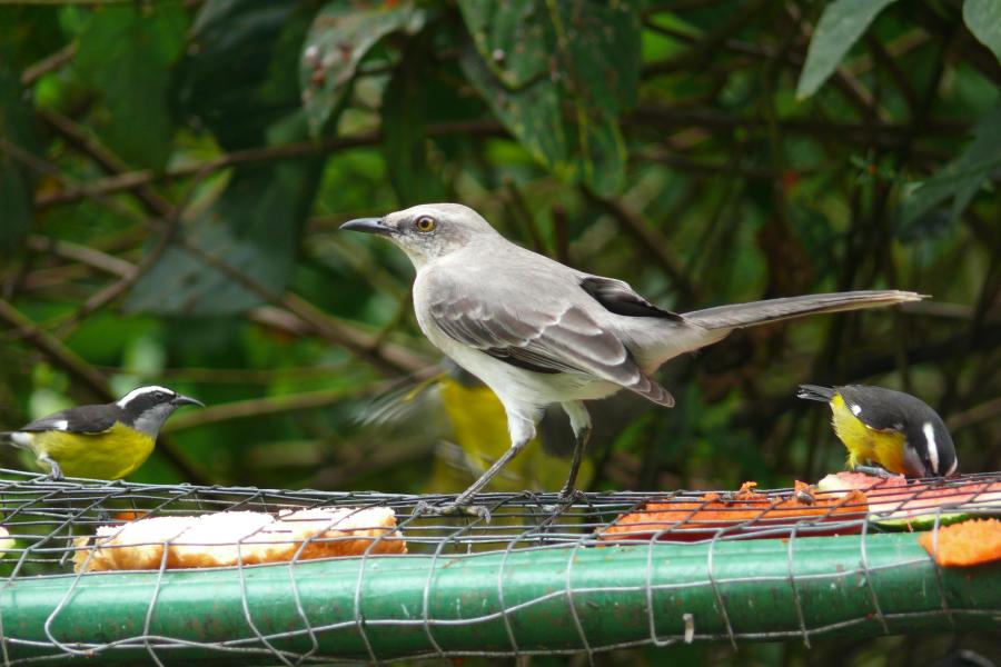 Gray Tanager 