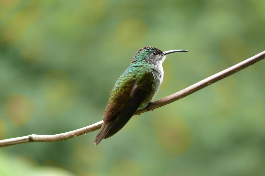 White–necked Jacobin 