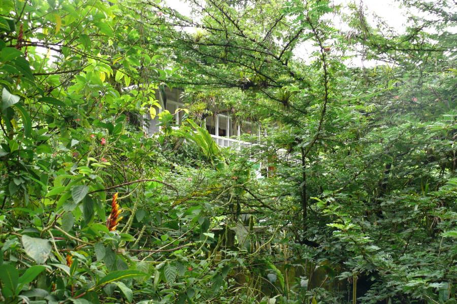 Asa Wright Veranda 