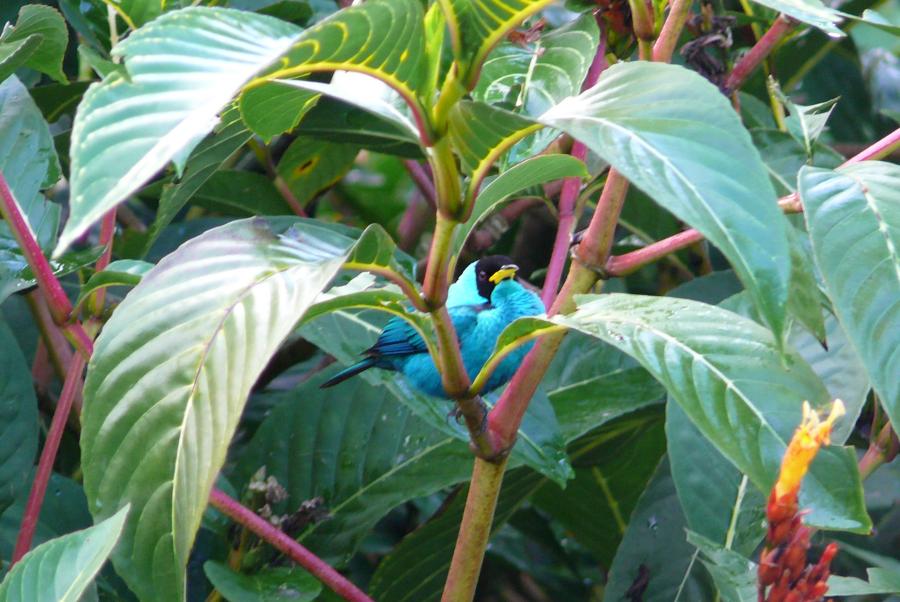 Blue Honeycreeper 