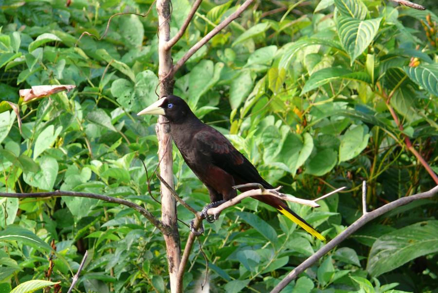 Crested Oropendola 
