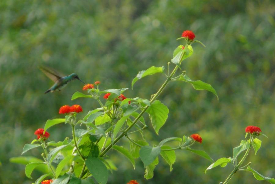 White–necked Jacobin in action 