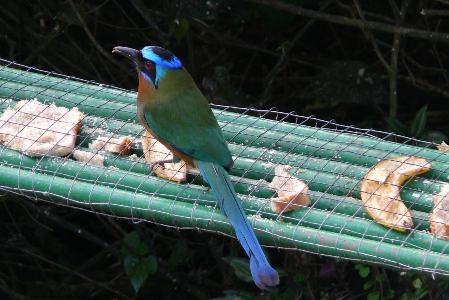 Motmot 