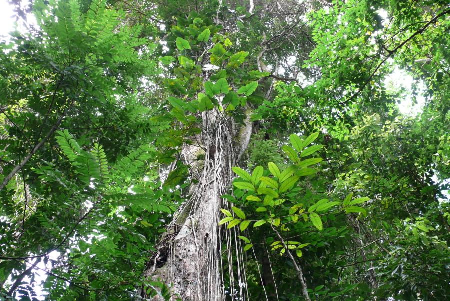Regenwald  