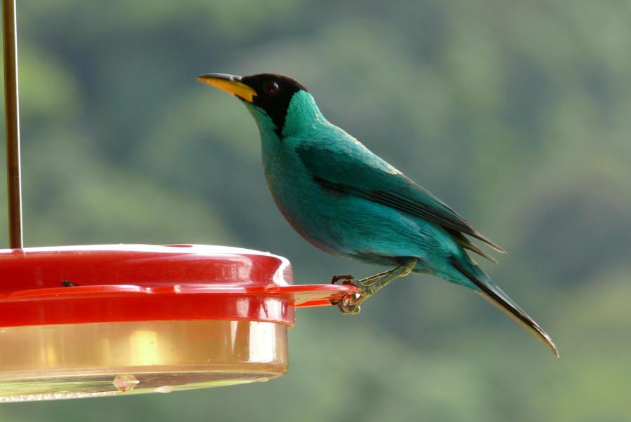 Green Honeycreeper 
