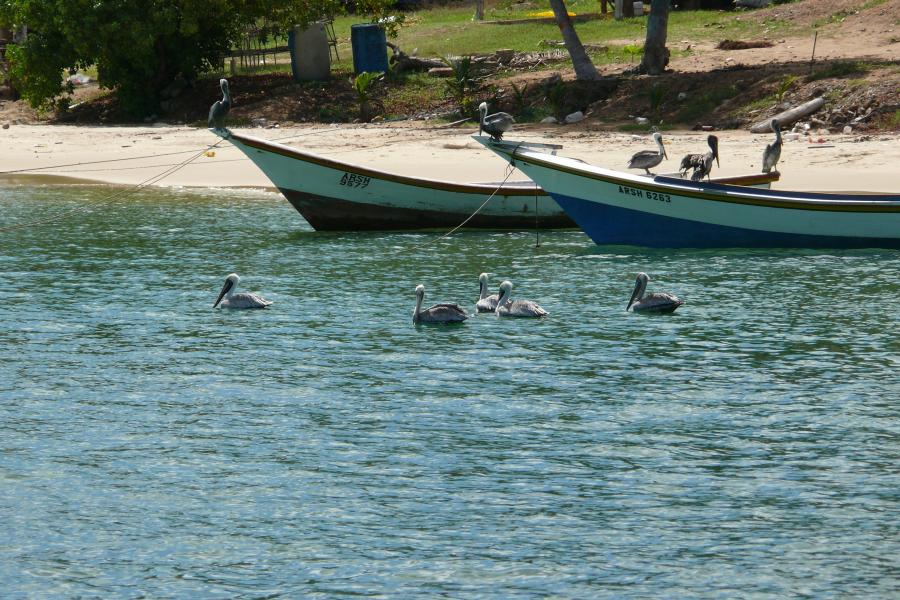 Pelikane auf Los Testigos 