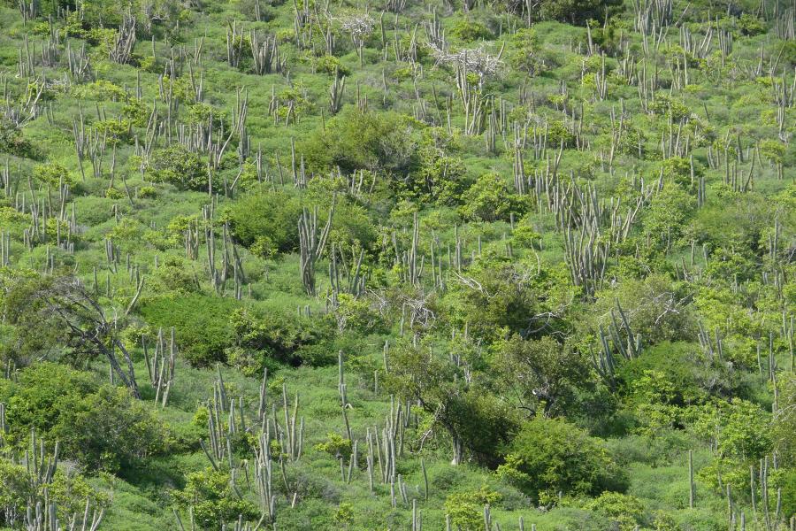 Tropische Vegetation 