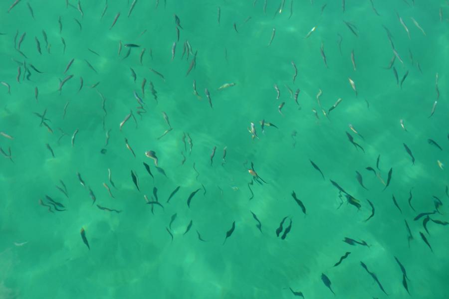 Fische beim Schiff 