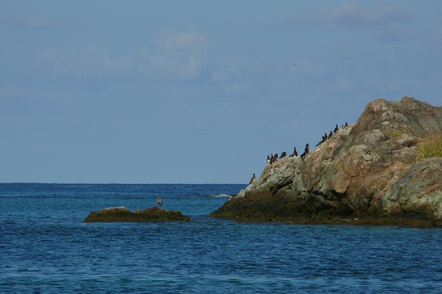 Vogelfelsen 