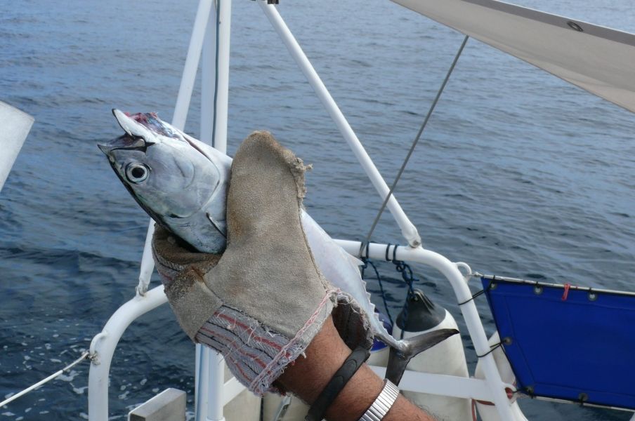 Lieber ein Fisch in der Hand 