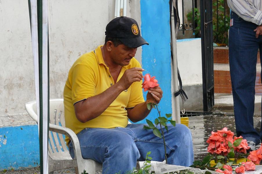 Rose präparieren zum Verkauf 