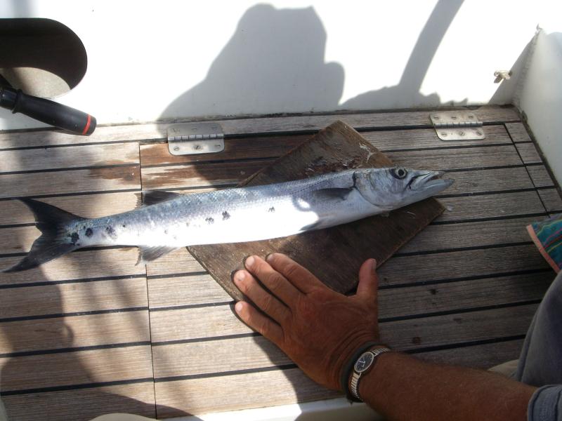 Der erste Barracuda  