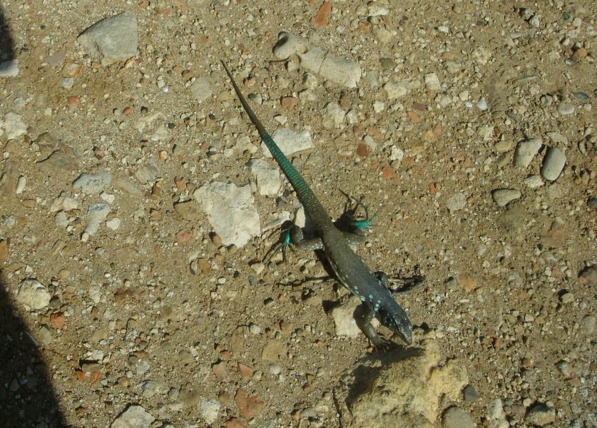 Hübscher Iguana 