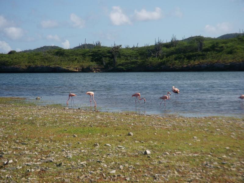 Flamingos in der Saliã Slagbaai 