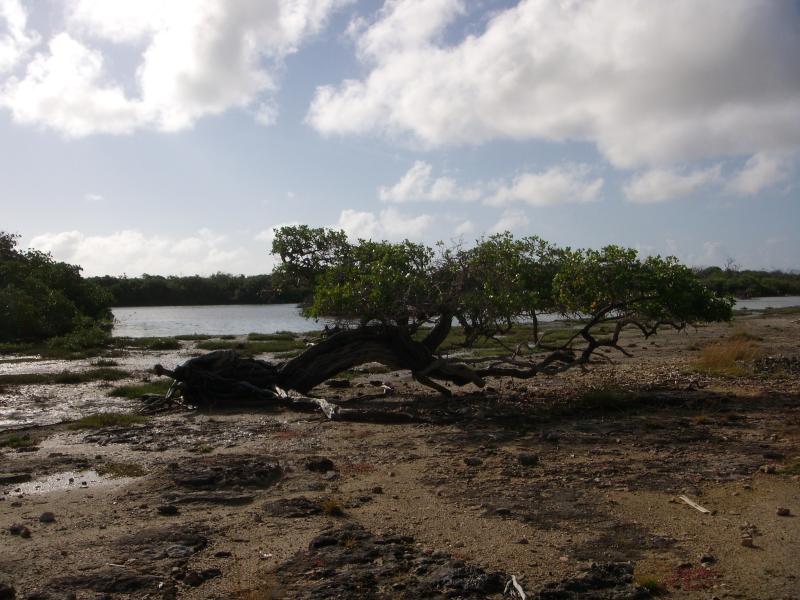Alte Mangrove 