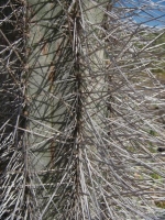 Klicken für grosses Bild