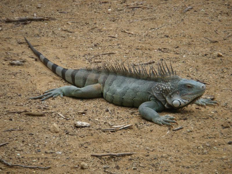 Träger Iguana 
