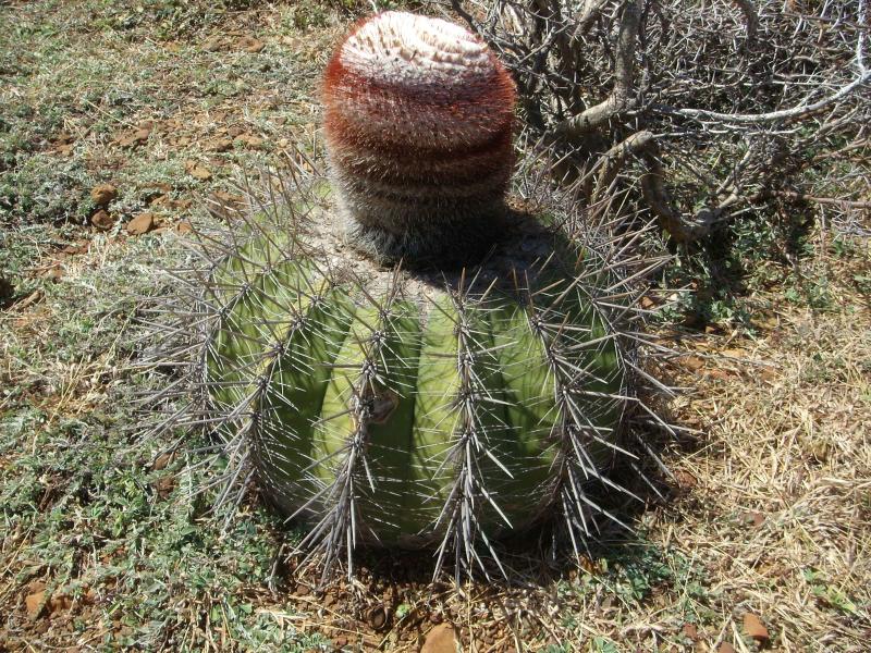 Melokaktus 