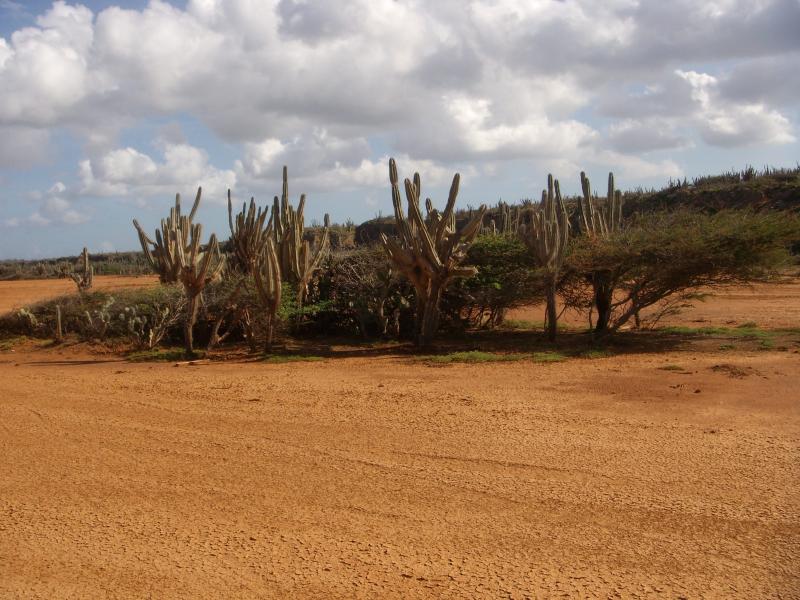 Karge Landschaft 