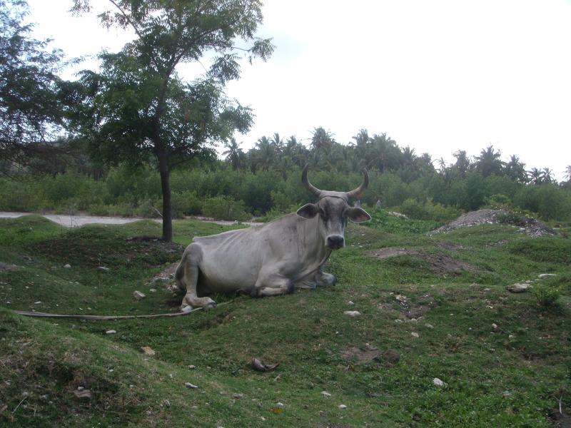 La vache qui rit 