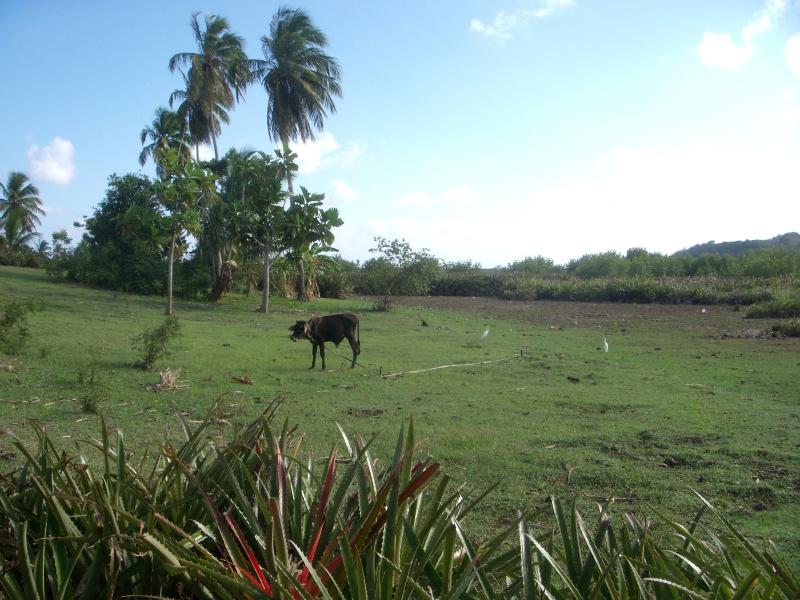 Ile à Vache 