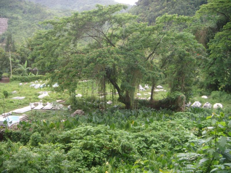 Friedhof im Regenwald 