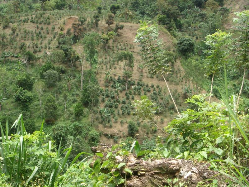 Blue Mountain Coffee 