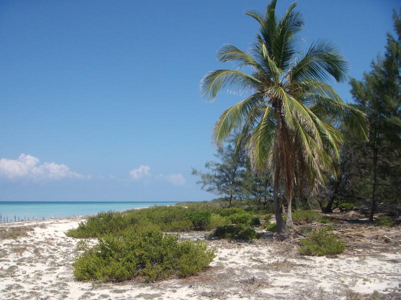 Palmenstrand 
