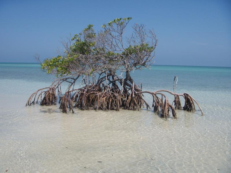 Mangrove 