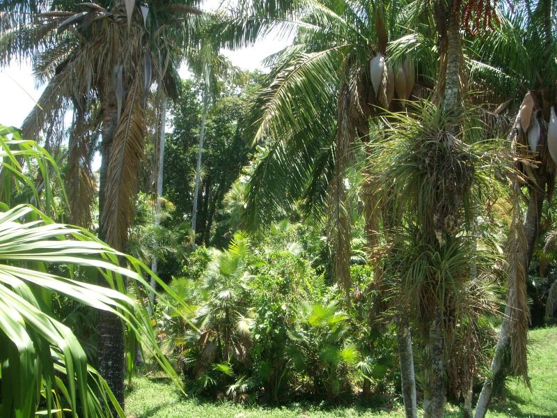 Palmengarten 