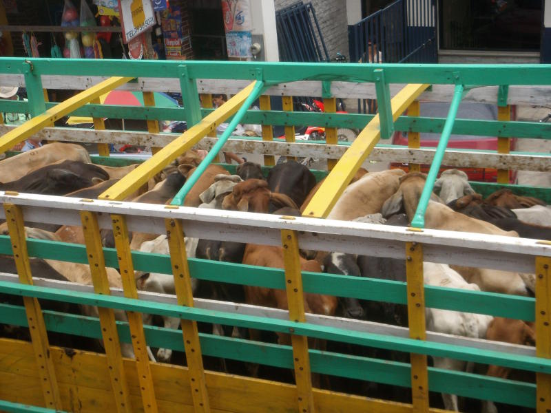 Viehtransport vom ersten Stock aus 