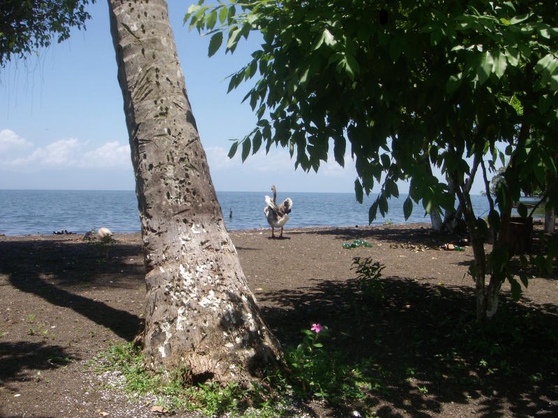 Finca Paraiso, Lago Izabal 