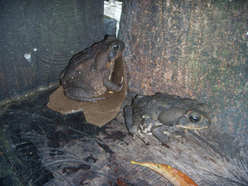 Die wohnen auch in El Tortugal 