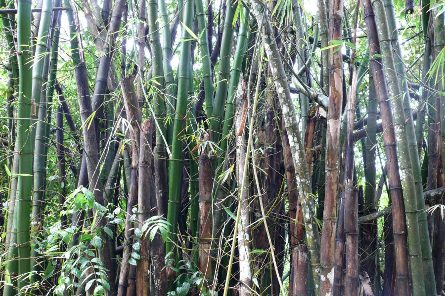 Bambus im Regenwald, Nordküste Trinidad 