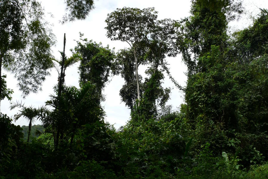 Regenwald 