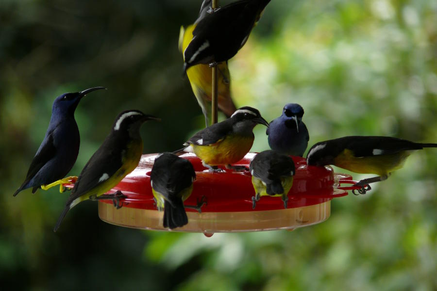 Bird watching im Asa Wright Center  