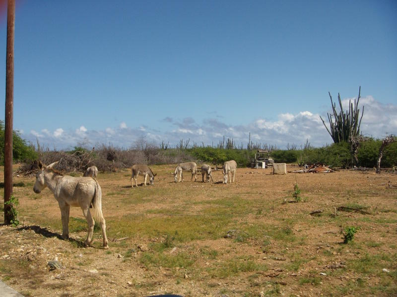 Auf dem Weg zum Washington–Slagbaai Nationalpark 
