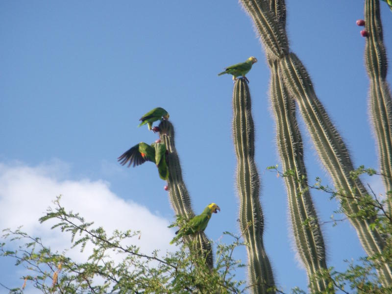 DIE Papageien auf Bonaire 