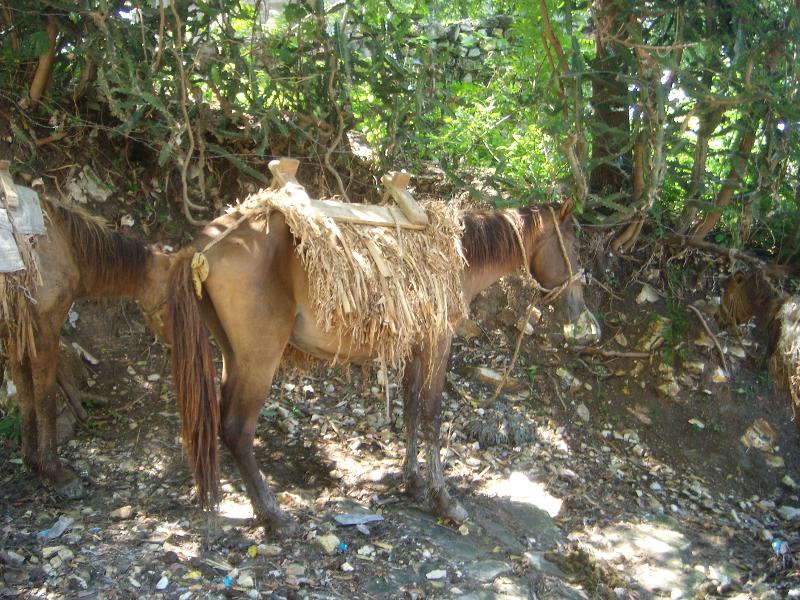 Wartet auf das Ende des Marktes, Ile à Vache 